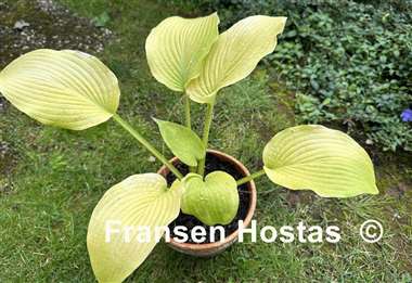 Hosta Gold Angel